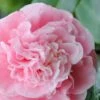 Debutante Pink Camellia Japonica - 1 Gallon Pot 1 Debutante Pink Camellia Japonica - 1 Gallon Pot -SHRUBS and BUSHES Shop Camellia Debutante 500x750 1