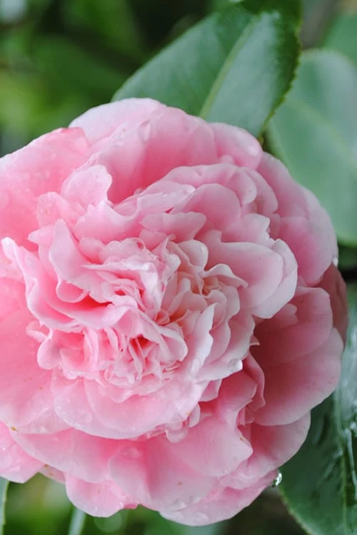 Debutante Pink Camellia Japonica - 1 Gallon Pot 3 Debutante Pink Camellia Japonica - 1 Gallon Pot