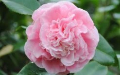 Debutante Pink Camellia Japonica - 1 Gallon Pot 11 Debutante Pink Camellia Japonica - 1 Gallon Pot -SHRUBS and BUSHES Shop Camellia Debutante Closeup Flower 3