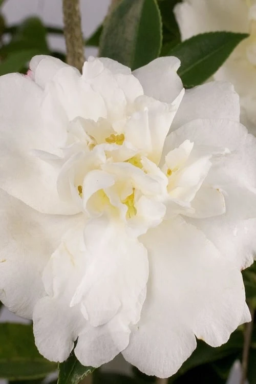 Diana Camellia Sasanqua - 2 Gallon Pot 3 Diana Camellia Sasanqua - 2 Gallon Pot