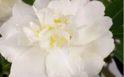 Diana Camellia Sasanqua - 2 Gallon Pot 9 Diana Camellia Sasanqua - 2 Gallon Pot -SHRUBS and BUSHES Shop Camellia Diana Flower Closeup