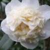 Fifth Avenue White Camellia Japonica - 3 Gallon Pot -SHRUBS and BUSHES Shop Camellia Fifth Avenue