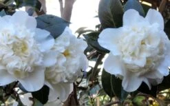 Fifth Avenue White Camellia Japonica - 3 Gallon Pot 11 Fifth Avenue White Camellia Japonica - 3 Gallon Pot -SHRUBS and BUSHES Shop Camellia Fifth Avenue 21