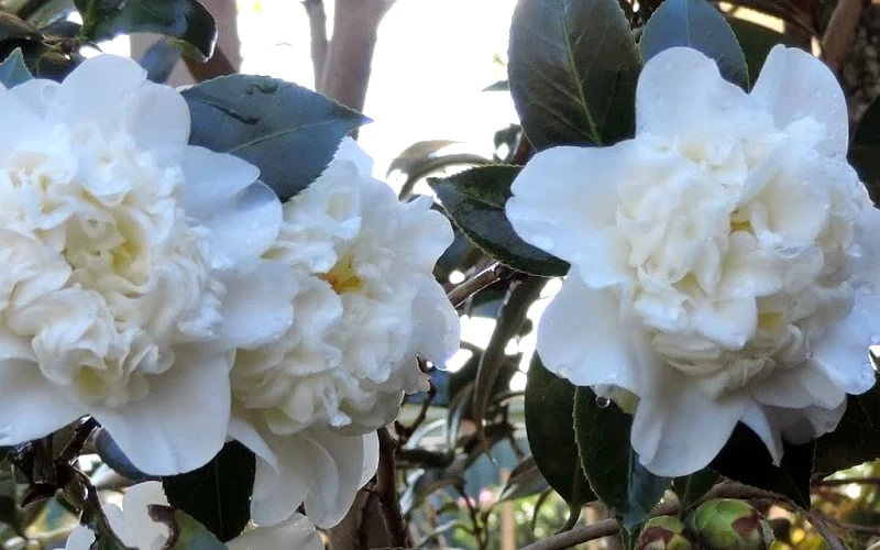 Fifth Avenue White Camellia Japonica - 3 Gallon Pot 7 Fifth Avenue White Camellia Japonica - 3 Gallon Pot - Image 5