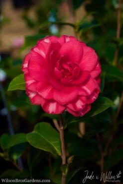 Glen 40 Camellia Japonica - 3 Gallon Pot 13 Glen 40 Camellia Japonica - 3 Gallon Pot -SHRUBS and BUSHES Shop Camellia Glen 40 JW 1