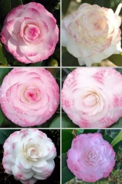 Grace Albritton Camellia Japonica - 3 Gallon Pot 9 Grace Albritton Camellia Japonica - 3 Gallon Pot -SHRUBS and BUSHES Shop Camellia Grace Albritton 4