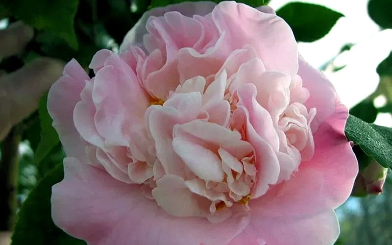 High Fragrance Camellia TREE FORM - 3 Gallon Pot 7 High Fragrance Camellia TREE FORM - 3 Gallon Pot - Image 5