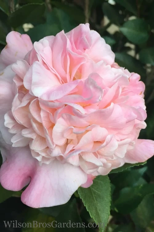 High Fragrance Camellia TREE FORM - 3 Gallon Pot 6 High Fragrance Camellia TREE FORM - 3 Gallon Pot - Image 4