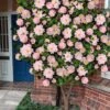 High Fragrance Camellia TREE FORM - 3 Gallon Pot -SHRUBS and BUSHES Shop Camellia High Fragrance Tree 2