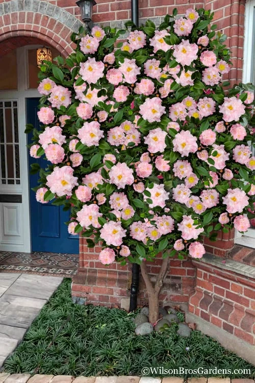 High Fragrance Camellia TREE FORM - 3 Gallon Pot 3 High Fragrance Camellia TREE FORM - 3 Gallon Pot