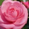 Jerry Hill Pink Camellia - 3 Gallon Pot -SHRUBS and BUSHES Shop Camellia Jerry Hill 1