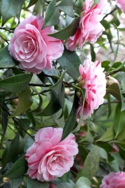 LA Peppermint Camellia Japonica - 3 Gallon Pot 13 LA Peppermint Camellia Japonica - 3 Gallon Pot -SHRUBS and BUSHES Shop Camellia La Peppermint 1