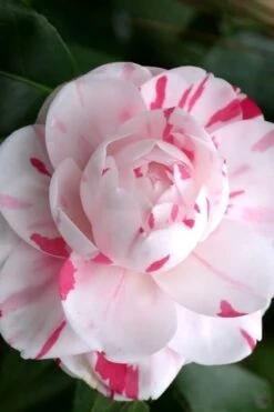 LA Peppermint Camellia Japonica - 3 Gallon Pot 11 LA Peppermint Camellia Japonica - 3 Gallon Pot -SHRUBS and BUSHES Shop Camellia La Peppermint 2
