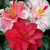 Lady Vansittart Multicolor Camellia Japonica - 1 Gallon Pot 1 Lady Vansittart Multicolor Camellia Japonica - 1 Gallon Pot -SHRUBS and BUSHES Shop Camellia Lady Vansittart 50