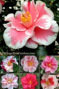 Lady Vansittart Multicolor Camellia Japonica - 1 Gallon Pot -SHRUBS and BUSHES Shop Camellia Lady Vansittart 500x750 1
