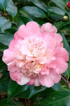Look Again Camellia Japonica - 1 Gallon Pot 11 Look Again Camellia Japonica - 1 Gallon Pot -SHRUBS and BUSHES Shop Camellia Look Again 1