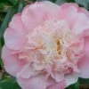 Look Again Camellia Japonica - 1 Gallon Pot 1 Look Again Camellia Japonica - 1 Gallon Pot -SHRUBS and BUSHES Shop Camellia Look Again 2
