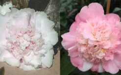 Look Again Camellia Japonica - 1 Gallon Pot 10 Look Again Camellia Japonica - 1 Gallon Pot -SHRUBS and BUSHES Shop Camellia Look Again 4