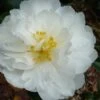 Mine No Yuki Camellia Sasanqua - 3 Gallon Pot 2 Mine No Yuki Camellia Sasanqua - 3 Gallon Pot -SHRUBS and BUSHES Shop Camellia Mine No Yuki 20 1