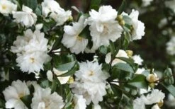 Mine No Yuki Camellia Sasanqua - 1 Gallon Pot -SHRUBS and BUSHES Shop Camellia Mine No Yuki 23