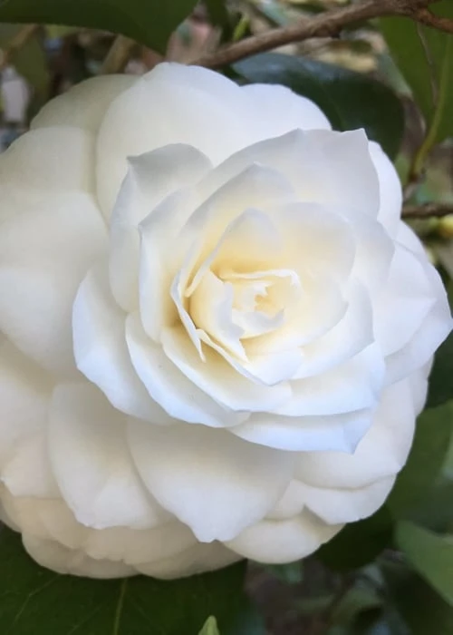 Nuccio's Gem Camellia Japonica - 3 Gallon Pot 6 Nuccio's Gem Camellia Japonica - 3 Gallon Pot - Image 4