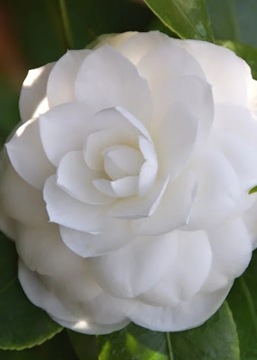 Nuccio's Gem Camellia Japonica - 3 Gallon Pot 3 Nuccio's Gem Camellia Japonica - 3 Gallon Pot