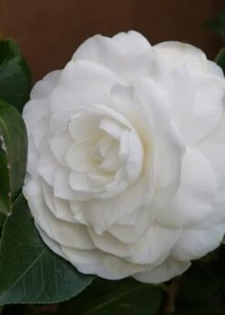 Nuccio's Gem Camellia Japonica - 3 Gallon Pot 13 Nuccio's Gem Camellia Japonica - 3 Gallon Pot -SHRUBS and BUSHES Shop Camellia Nuccios Gem 3