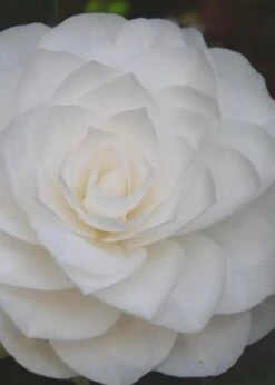 Nuccio's Gem Camellia Japonica - 3 Gallon Pot 12 Nuccio's Gem Camellia Japonica - 3 Gallon Pot -SHRUBS and BUSHES Shop Camellia Nuccios Gem 6