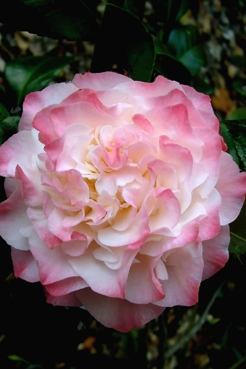 Nuccio's Jewel Camellia Japonica - 3 Gallon Pot 3 Nuccio's Jewel Camellia Japonica - 3 Gallon Pot