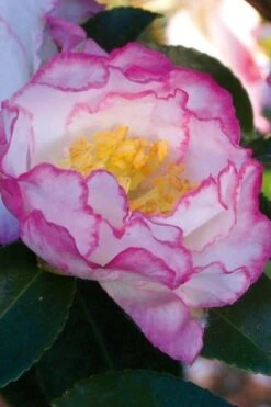 October Magic Inspiration Camellia - 3 Gallon Pot 10 October Magic Inspiration Camellia - 3 Gallon Pot -SHRUBS and BUSHES Shop Camellia October Inspiration