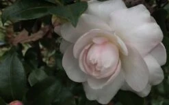 October Magic Dawn Camellia - 3 Gallon Pot 9 October Magic Dawn Camellia - 3 Gallon Pot -SHRUBS and BUSHES Shop Camellia October Magic Dawn