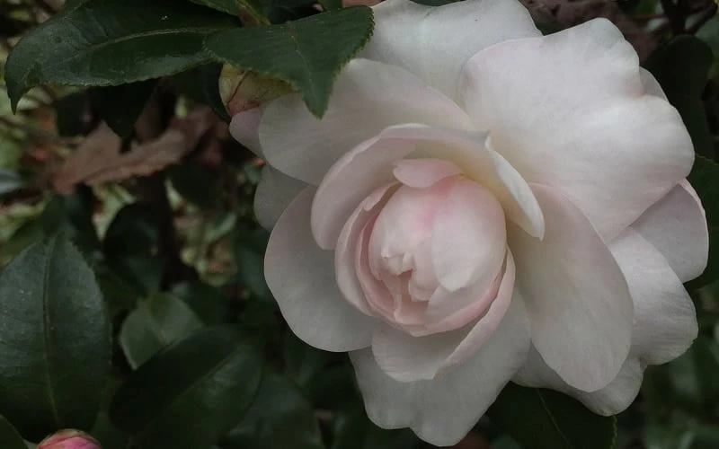 October Magic Dawn Camellia - 3 Gallon Pot 6 October Magic Dawn Camellia - 3 Gallon Pot - Image 4