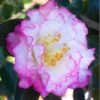 October Magic Inspiration Camellia - 3 Gallon Pot 1 October Magic Inspiration Camellia - 3 Gallon Pot -SHRUBS and BUSHES Shop Camellia October Magic Inspiration 10