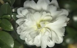 October Magic Ivory Camellia - 3 Gallon Pot 9 October Magic Ivory Camellia - 3 Gallon Pot -SHRUBS and BUSHES Shop Camellia October Magic Ivory