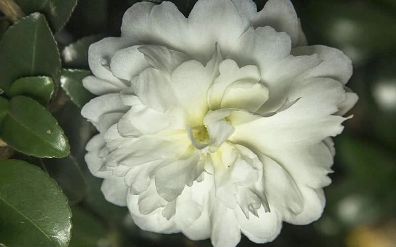October Magic Ivory Camellia - 3 Gallon Pot 6 October Magic Ivory Camellia - 3 Gallon Pot - Image 4