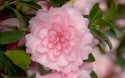 October Magic Pink Perplexion Camellia - 3 Gallon Pot -SHRUBS and BUSHES Shop Camellia October Magic Pink Perplexion