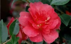 October Magic Rose Camellia - 2 Gallon Pot -SHRUBS and BUSHES Shop Camellia October Magic Rose Closeup Flower 2