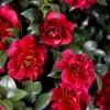 October Magic Ruby Camellia - 2 Gallon Pot 2 October Magic Ruby Camellia - 2 Gallon Pot -SHRUBS and BUSHES Shop Camellia October Magic Ruby 20