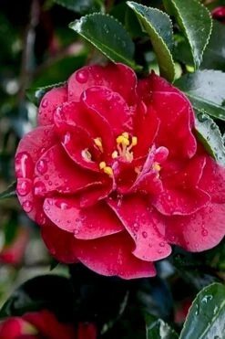October Magic Ruby Camellia - 2 Gallon Pot -SHRUBS and BUSHES Shop Camellia October Magic Ruby 23