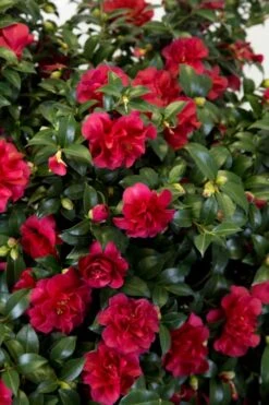 October Magic Ruby Camellia - 7 Gallon Pot 12 October Magic Ruby Camellia - 7 Gallon Pot -SHRUBS and BUSHES Shop Camellia October Magic Ruby 27 1