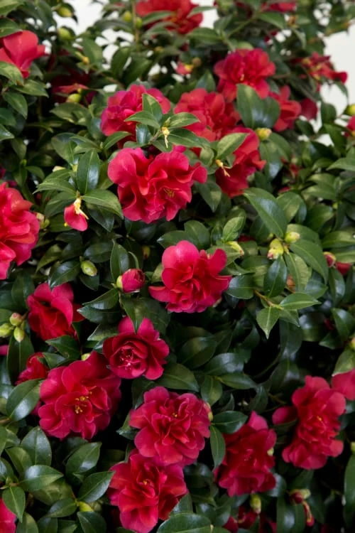 October Magic Ruby Camellia - 7 Gallon Pot 7 October Magic Ruby Camellia - 7 Gallon Pot - Image 5