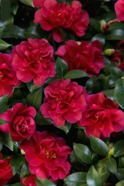 October Magic Ruby Camellia - 7 Gallon Pot 13 October Magic Ruby Camellia - 7 Gallon Pot -SHRUBS and BUSHES Shop Camellia October Magic Ruby 28 1