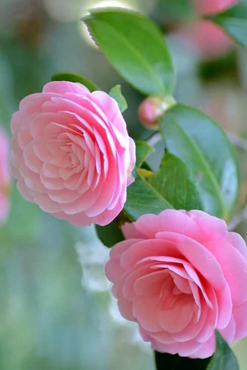 Otome Pink Camellia Japonica - 3 Gallon Pot 7 Otome Pink Camellia Japonica - 3 Gallon Pot - Image 5