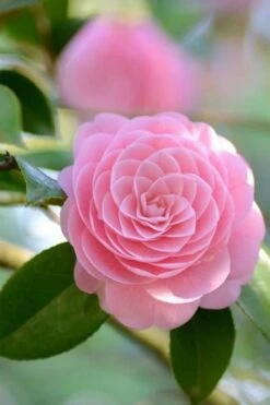 Otome Pink Camellia Japonica - 3 Gallon Pot 10 Otome Pink Camellia Japonica - 3 Gallon Pot -SHRUBS and BUSHES Shop Camellia Otome 2