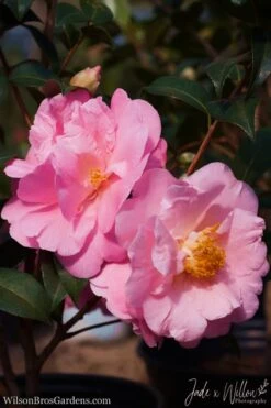 Autumn Pink Icicle Cold Hardy Camellia - 7 Gallon Pot 13 Autumn Pink Icicle Cold Hardy Camellia - 7 Gallon Pot -SHRUBS and BUSHES Shop Camellia Pink Icicle JW 1 1