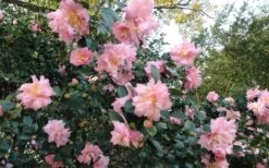Pink Snow Camellia Sasanqua - 3 Gallon Pot -SHRUBS and BUSHES Shop Camellia Pink Snow 5