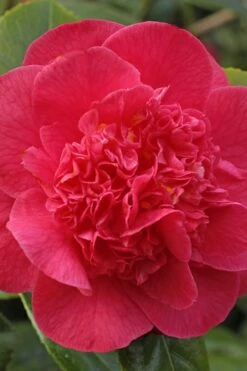 Red Fellow Camellia Japonica - 1 Gallon Pot -SHRUBS and BUSHES Shop Camellia Red Fellow 1