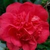 Red Fellow Camellia Japonica - 1 Gallon Pot 2 Red Fellow Camellia Japonica - 1 Gallon Pot -SHRUBS and BUSHES Shop Camellia Red Fellow 2