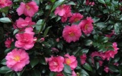 Shishi Gashira Dwarf Camellia Sasanqua - 2.5 Quart Pot 16 Shishi Gashira Dwarf Camellia Sasanqua - 2.5 Quart Pot -SHRUBS and BUSHES Shop Camellia Shishi Gashira 24