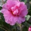 Showa No Sakae Dwarf Camellia Sasanqua - 1 Gallon Pot 1 Showa No Sakae Dwarf Camellia Sasanqua - 1 Gallon Pot -SHRUBS and BUSHES Shop Camellia Showa No Sakae 11